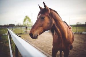 horses on the ranch