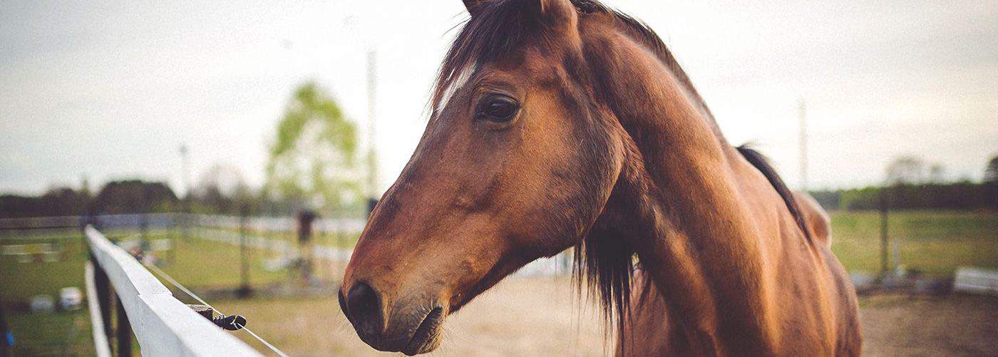 horses
