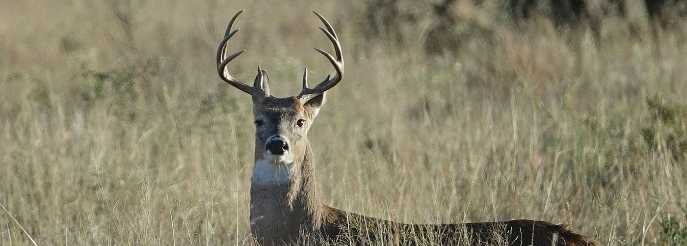 Texas Whitetail Deer