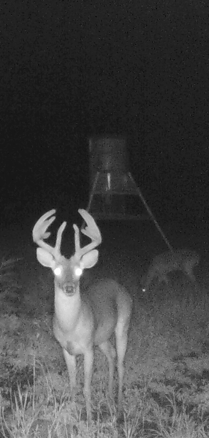Muy Grande caught on deer cam
