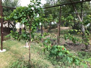 Chenin Blanc Grapes