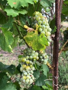 grape bunches on the vine