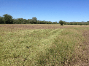 Coastal