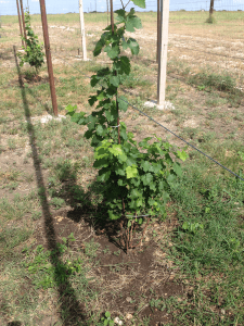 Grapevines