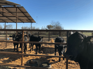 several Herefords gathered aroundsome hay
