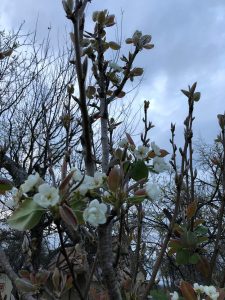 pear blooms
