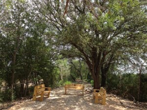 cleared tree canopy area with wooden benches