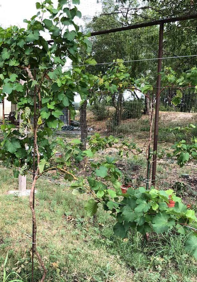 Chenin Blanc Grapes