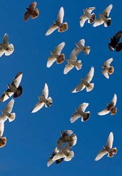 group of doves flying throigh blue skies
